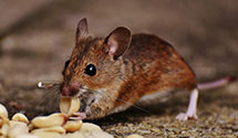 24 Hour & Emergency Exterminators in Bryan, TX